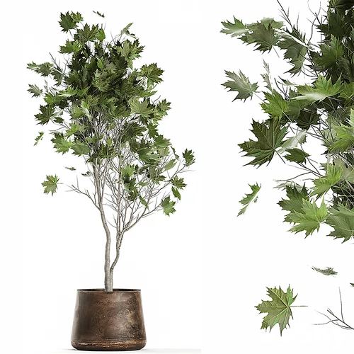 现代植物盆栽