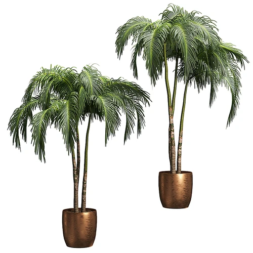 现代植物盆栽