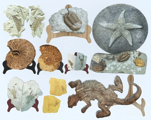现代生物化石摆件