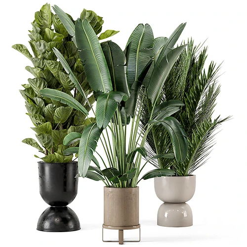 现代植物盆栽
