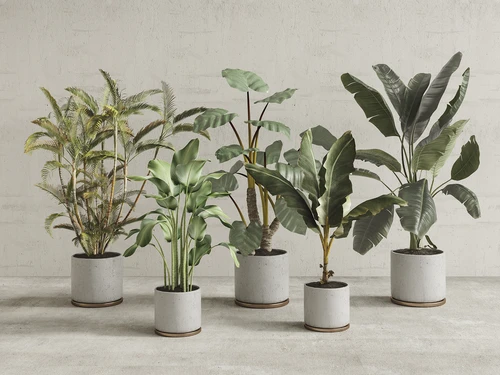 现代盆栽绿植植物