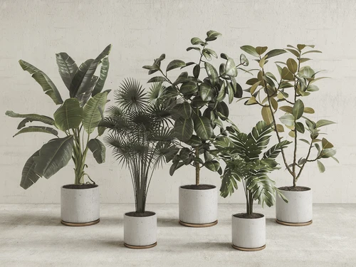 现代盆栽植物绿植