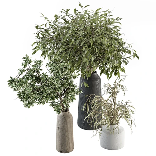 现代花瓶植物