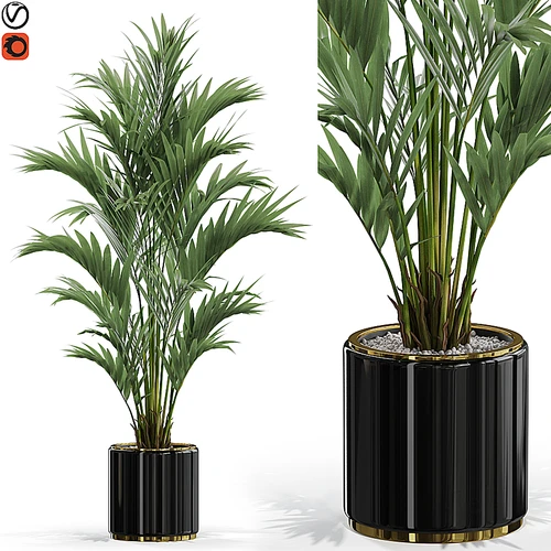 现代植物盆栽