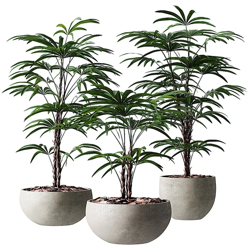 现代植物盆栽