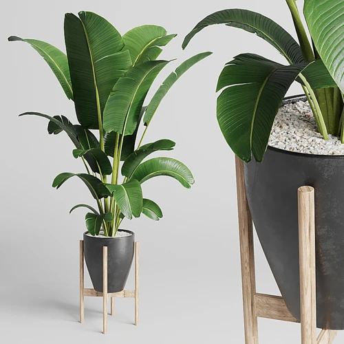 现代植物盆栽