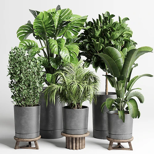 现代绿植盆栽