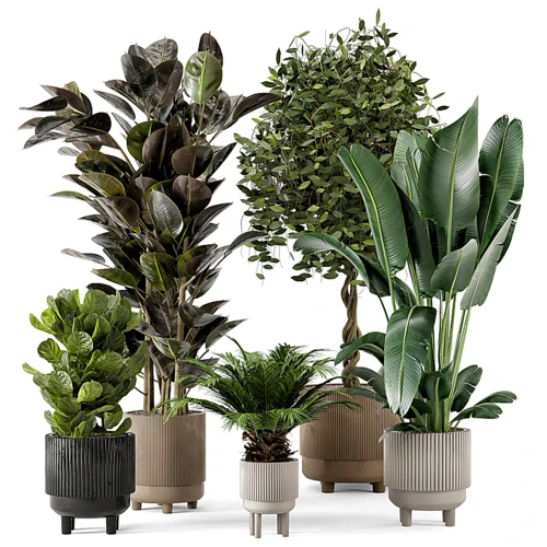 现代绿植盆栽