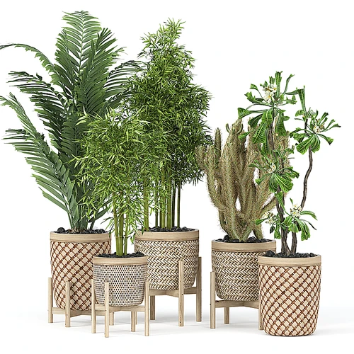 现代植物盆栽