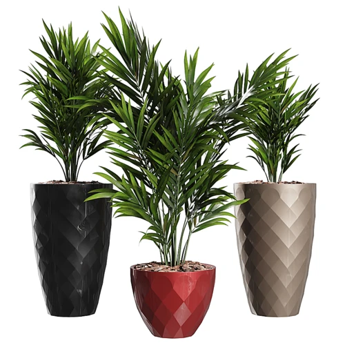 现代植物盆栽