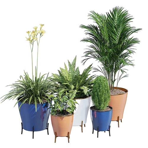 现代植物盆栽