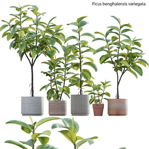 现代绿植盆栽
