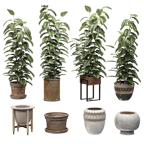 现代植物盆栽