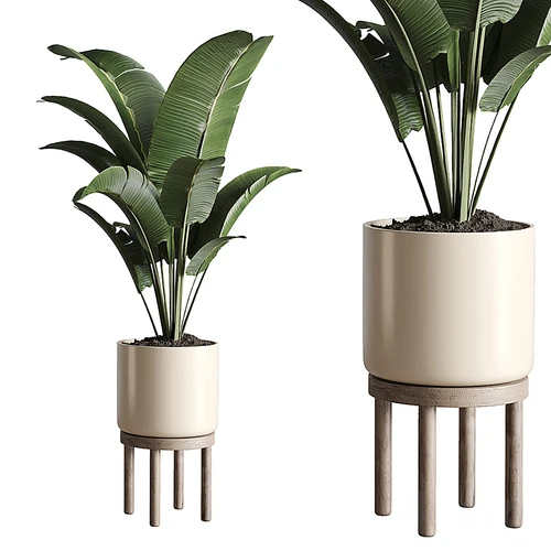 现代植物盆栽