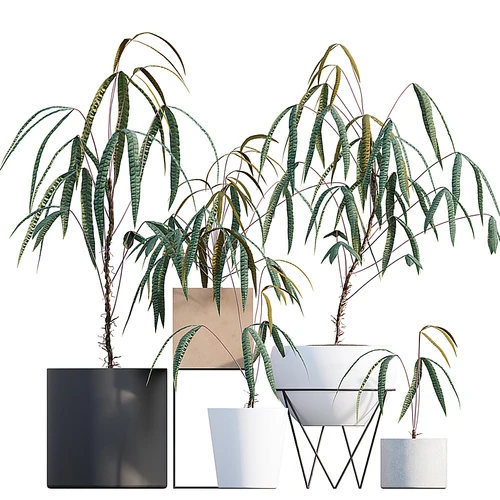 现代植物盆栽