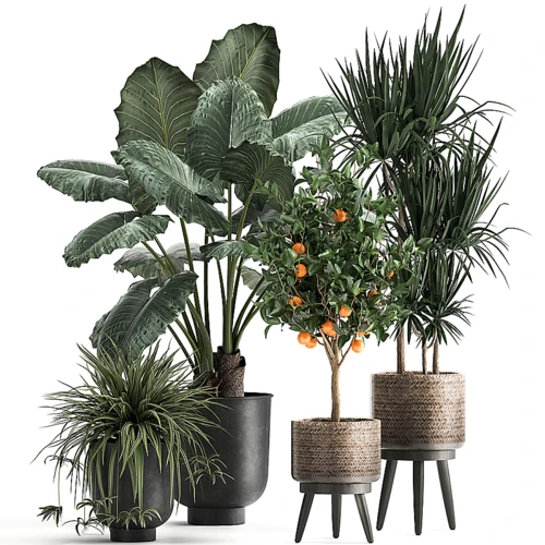 现代绿植盆栽