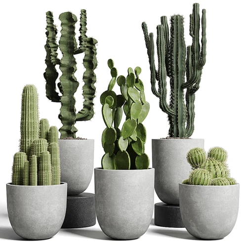 现代仙人掌绿植盆栽
