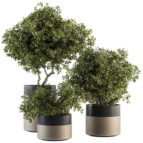 现代绿植盆栽