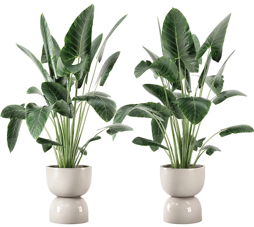 现代绿植盆栽