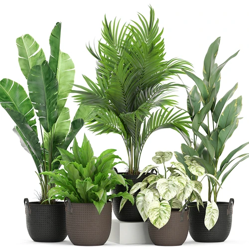 现代绿植盆栽
