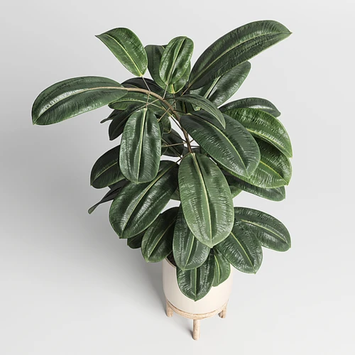 现代绿植盆栽