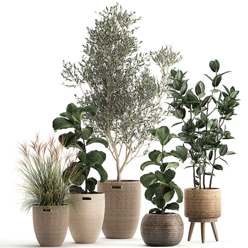 现代植物盆栽