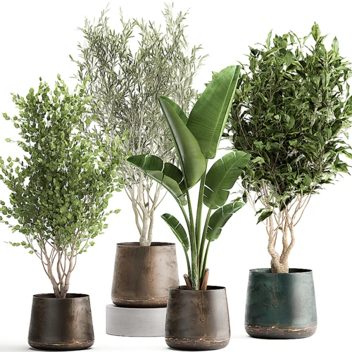 现代绿植盆栽