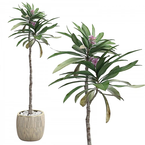 现代植物盆栽
