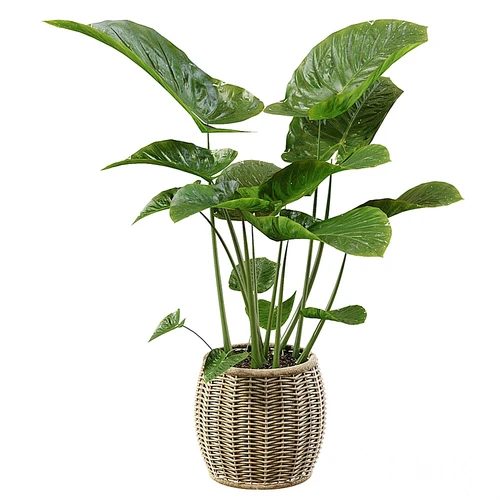 现代植物盆栽