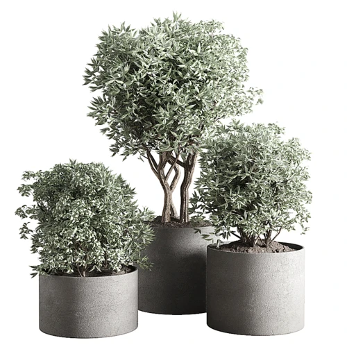 现代绿植盆栽