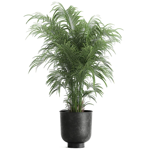 现代植物盆栽