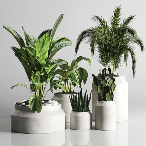 现代植物盆栽