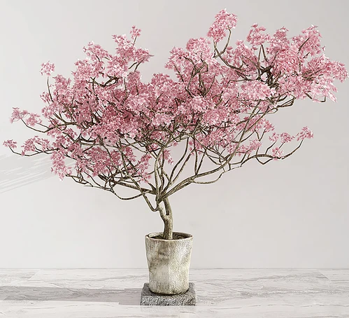 现代盆栽樱花树
