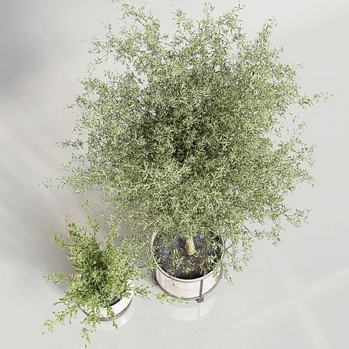 现代绿植盆栽