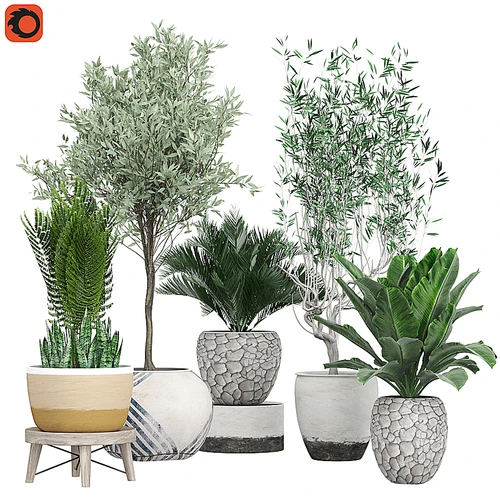 现代绿植盘栽