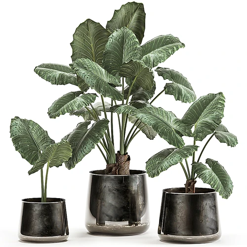 现代芭蕉绿植盆栽