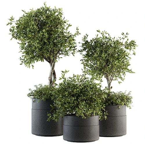 现代绿植盆栽