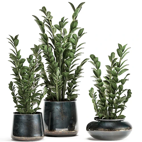 现代植物盆栽