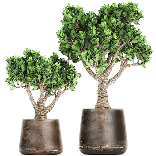 现代绿植盆栽