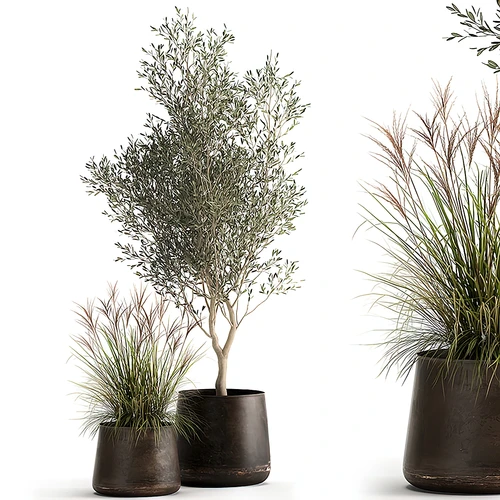 现代植物盆栽