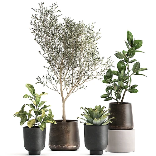 现代植物盆栽
