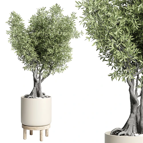 现代植物盆栽