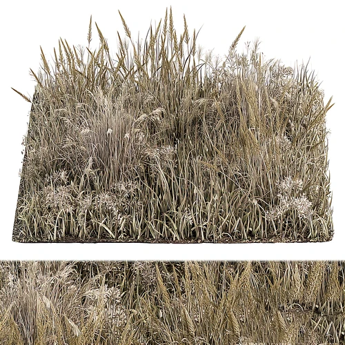 现代植物小麦