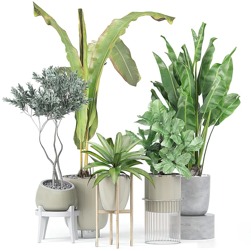 现代绿植盆栽