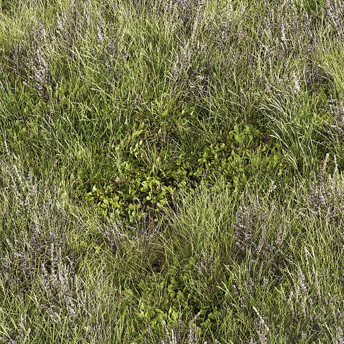 现代绿茵草坪草地