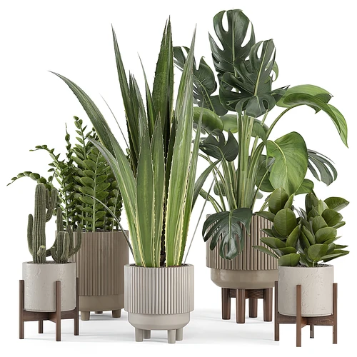 现代仙人掌植物盆