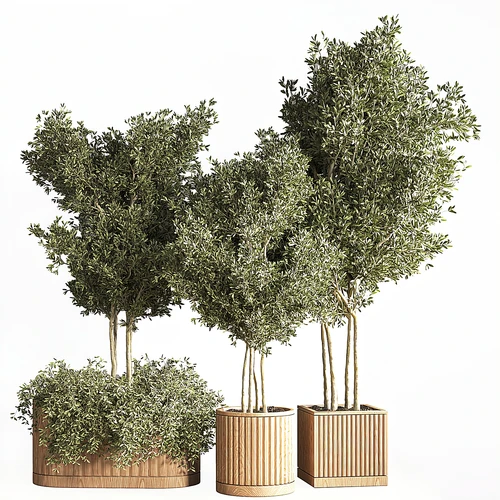 现代植物盆栽