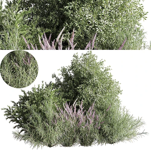现代植物灌木草
