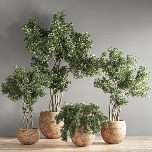 现代植物盆栽