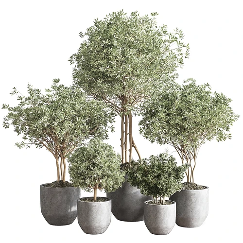 现代植物盆栽